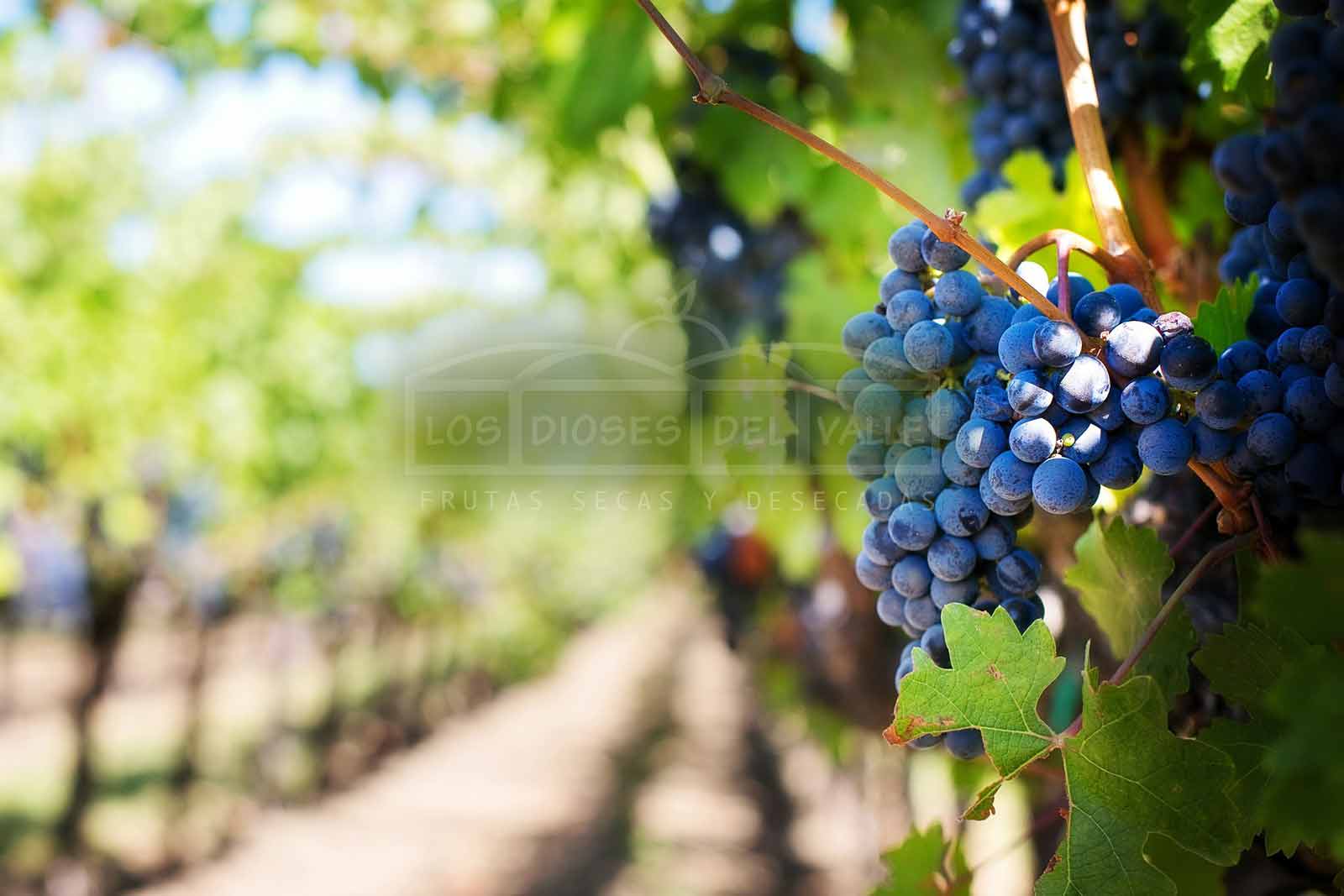 uvas de Mendoza